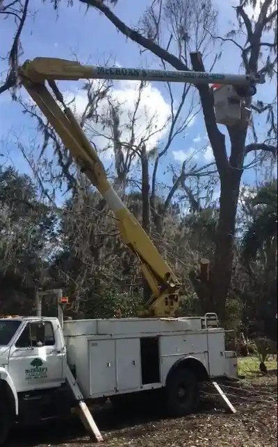 TREE SERVICES