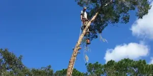 Heavy Brush Removal