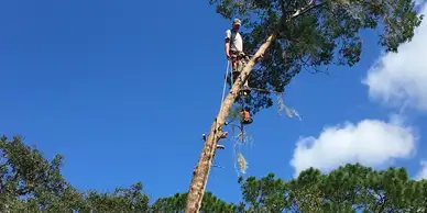 Heavy Brush Removal​