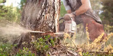 Tree Services​